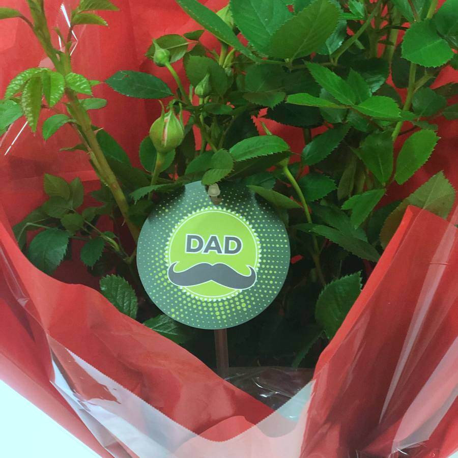 Dad Patio Rose Bush Gift - Rose Bush Gift - Tree2mydoor