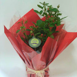 Dad Patio Rose Bush Gift - Rose Bush Gift - Tree2mydoor