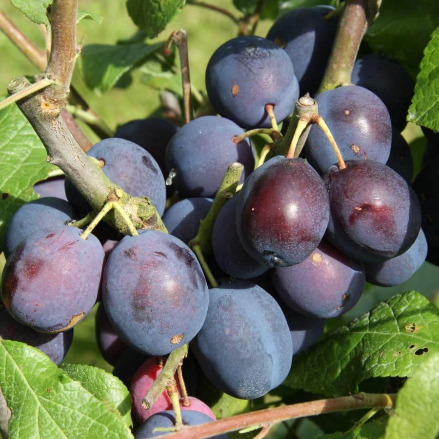 12L Damson (Prunus) Merryweather 1.5m VVA-1 ® (Semi Dwarfing) - Gardeners Club - Tree2mydoor