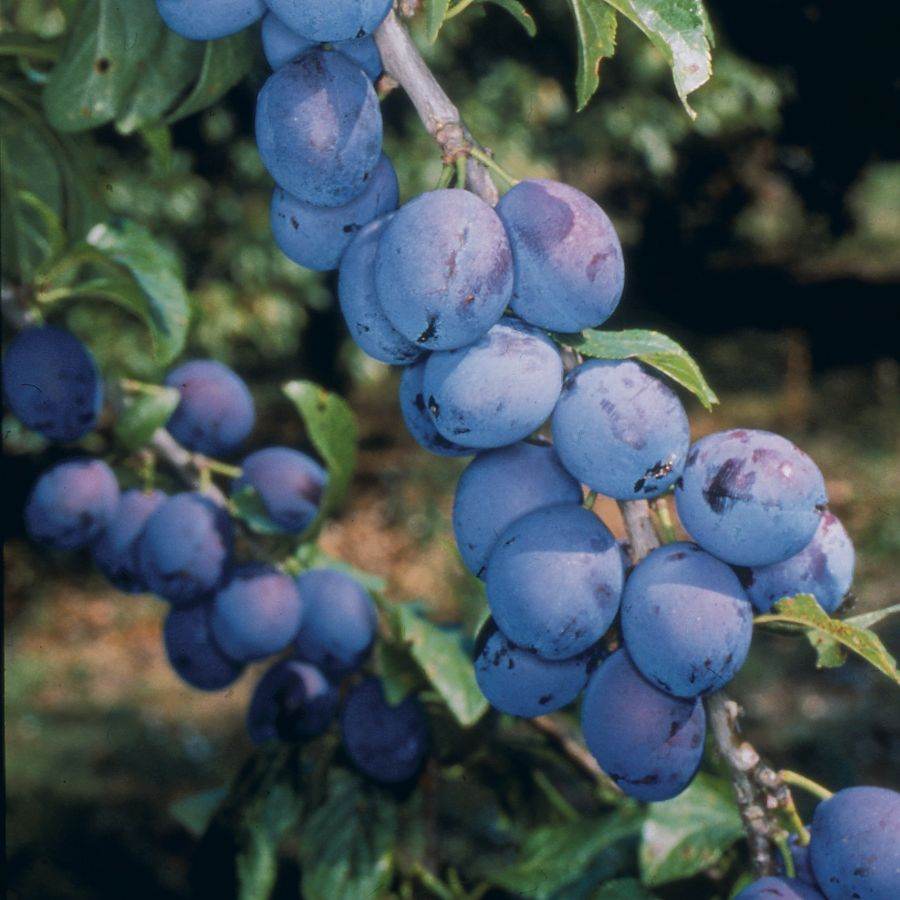 12L Damson (Prunus) Shropshire Prune 1.5m VVA-1 ® (Semi Dwarfing) - Gardeners Club - Tree2mydoor