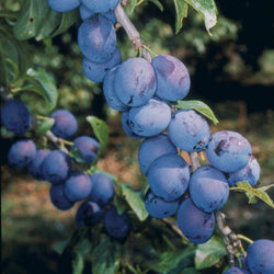 12L Damson (Prunus) Shropshire Prune 1.5m VVA-1 ® (Semi Dwarfing) - Gardeners Club - Tree2mydoor