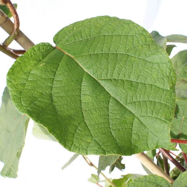 Kiwi Fruit Vine Gift