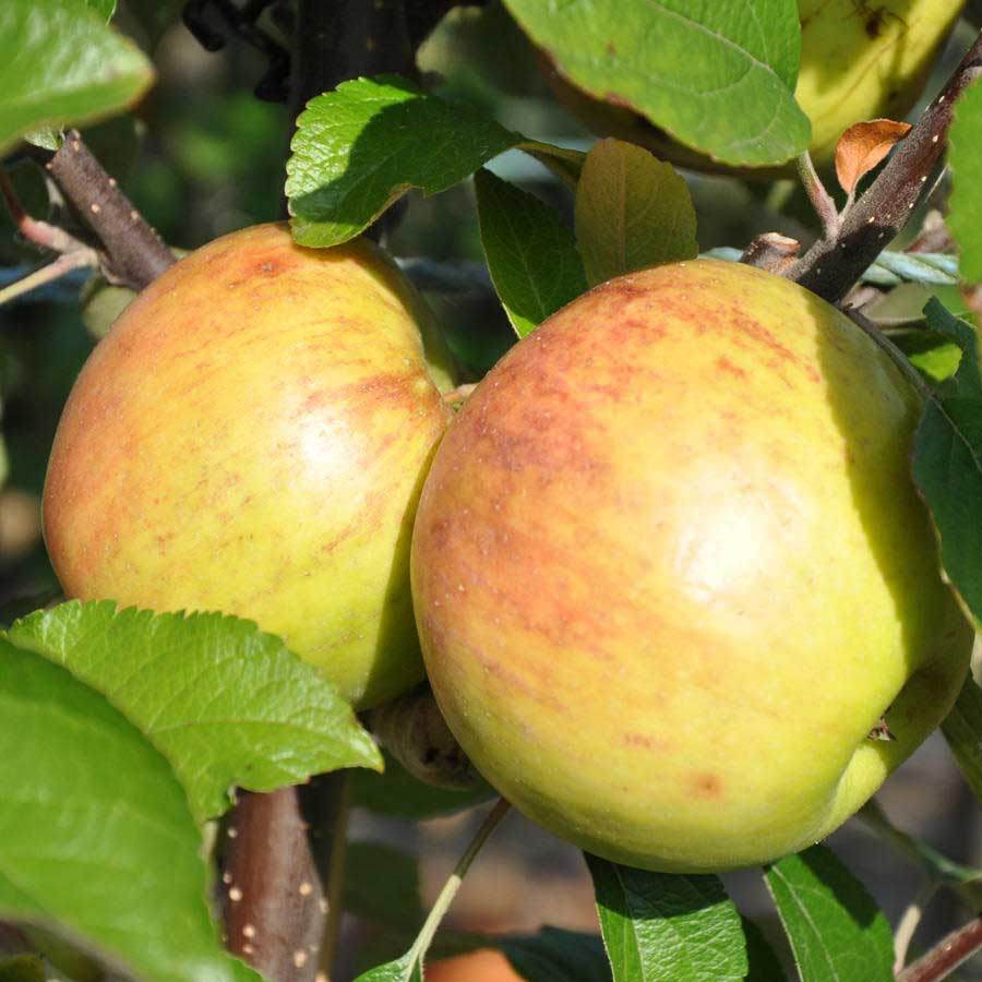 Braeburn Apple Tree Gift - Fruit Tree Gift - Tree2mydoor