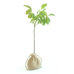 Walnut Tree Gift - Native Tree Gift - Tree2mydoor
