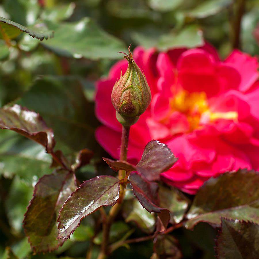 The Anniversary Rose Gift - Rose Bush Gift - Tree2mydoor