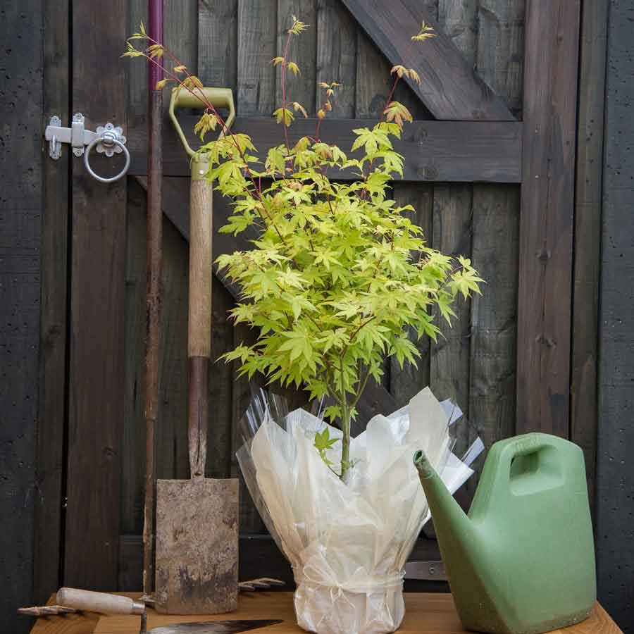 Summer Gold Japanese Maple Tree Gift - Acer Tree Gift - Tree2mydoor