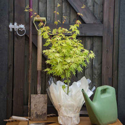 Summer Gold Japanese Maple Tree Gift - Acer Tree Gift - Tree2mydoor