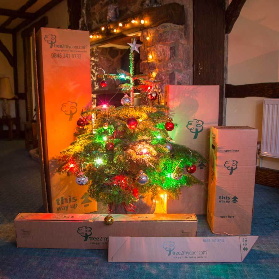 4ft Pot Grown Nordmann Fir Christmas Tree - Christmas Tree Gift - Tree2mydoor