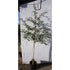Buy a Glastonbury Thorn Tree