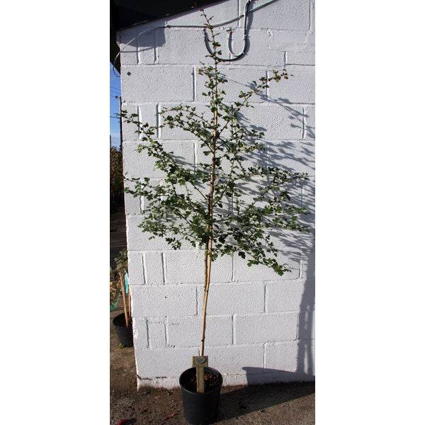 Glastonbury Thorn Tree - Gardeners Club - Tree2mydoor