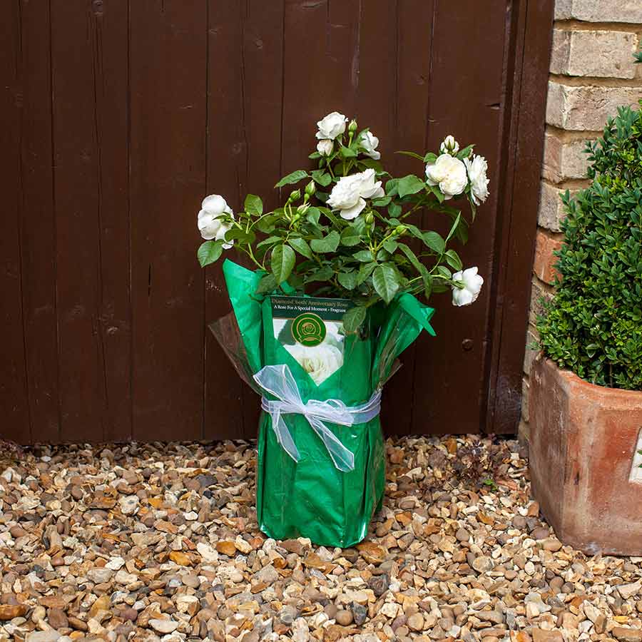 Diamond 60th Anniversary Rose Bush - Rose Bush Gift - Tree2mydoor