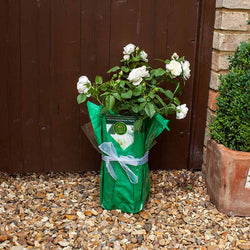 Diamond 60th Anniversary Rose Bush - Rose Bush Gift - Tree2mydoor