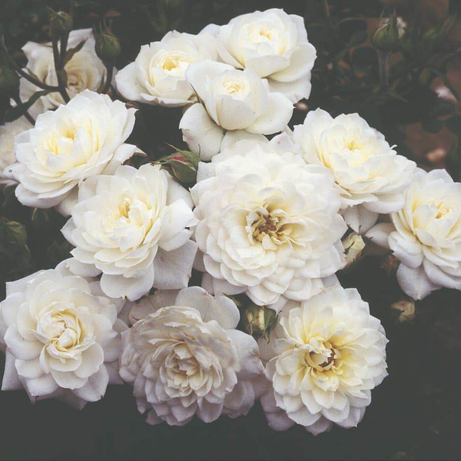 Diamond Wedding Celebration Rose Gift - Rose Bush Gift - Tree2mydoor