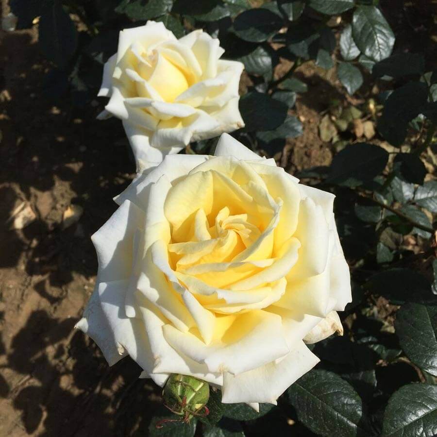 Diamond Days Rose Bush Gift - Rose Bush Gift - Tree2mydoor