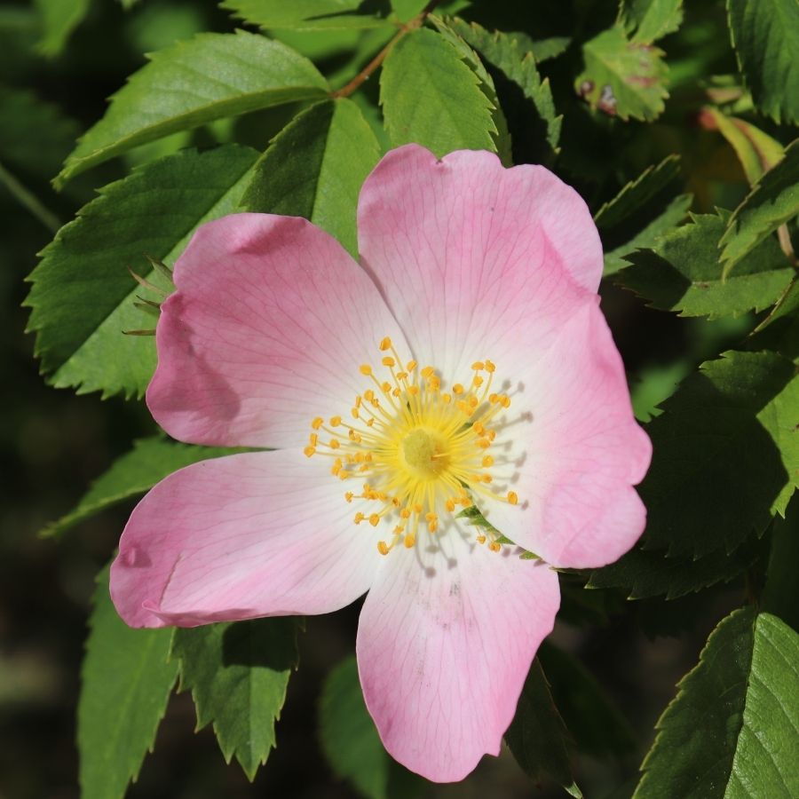 Buy Bare Root Rosa canina (Dog Rose) Hedging