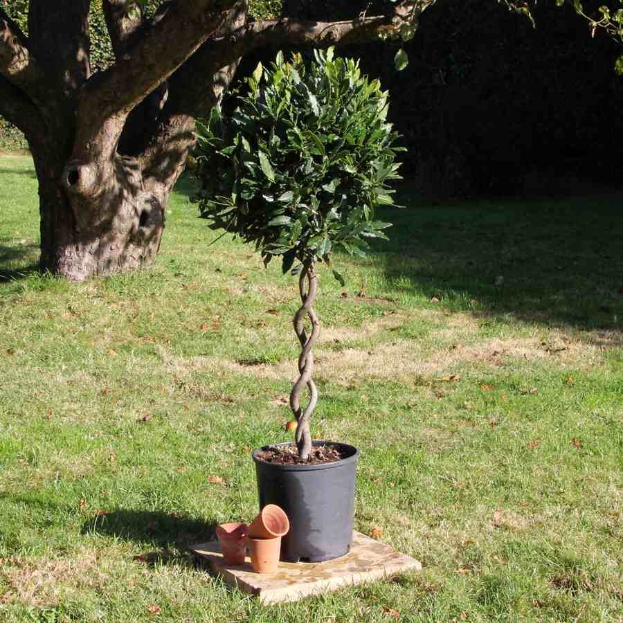 The Double Corkscrew Bay Tree Gift Small (5L pot, 50cm height) - Bay Tree Gift - Tree2mydoor