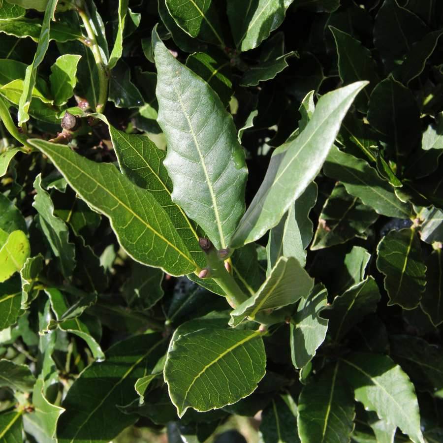 The Double Corkscrew Bay Tree Gift Small (5L pot, 50cm height) - Bay Tree Gift - Tree2mydoor