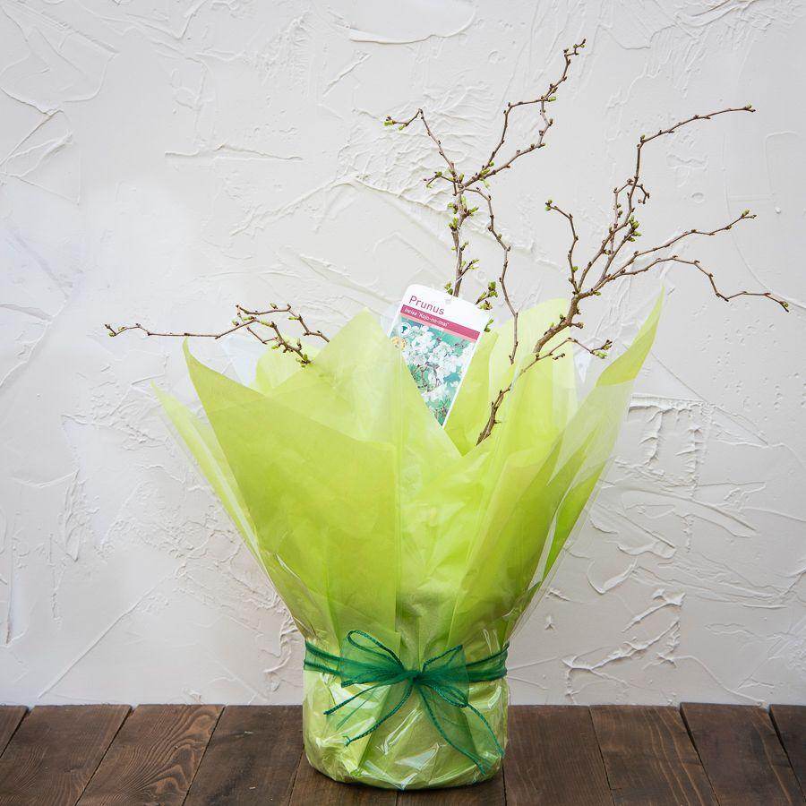 Mini Cherry Blossom Tree Gift - Ornamental tree - patio - Tree2mydoor