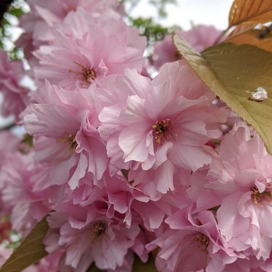 Dwarf Japanese Flowering Cherry Tree Gift