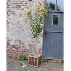 Dwarf Japanese Flowering Cherry Tree Gift - Gardeners Club - Tree2mydoor
