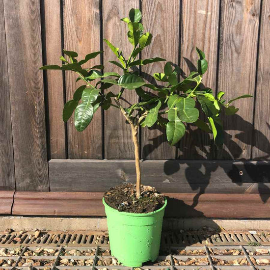 Buy a Dwarf Kaffir Lime Tree