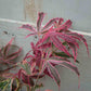 Dark Red leaves of the Shirazz Japanese Maple Tree Gift