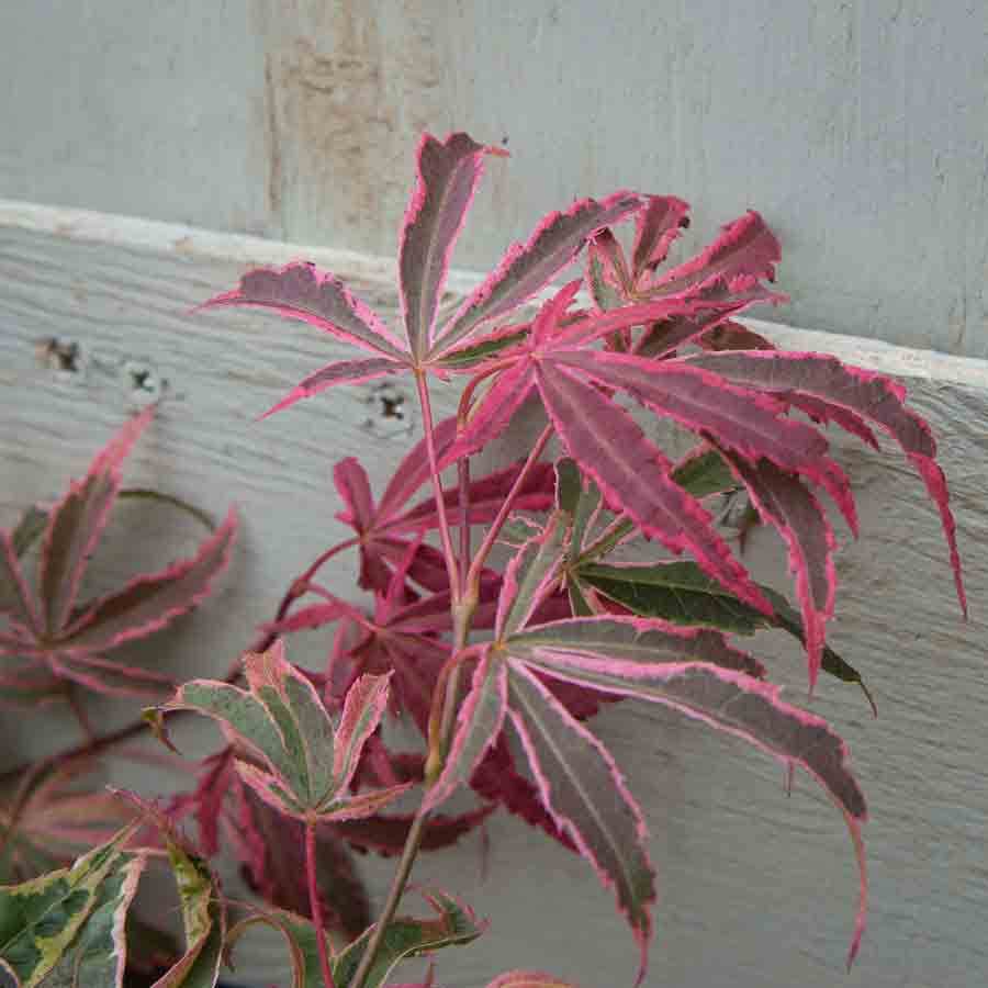 Shirazz Japanese Maple Tree Gift - Acer Tree Gift - Tree2mydoor