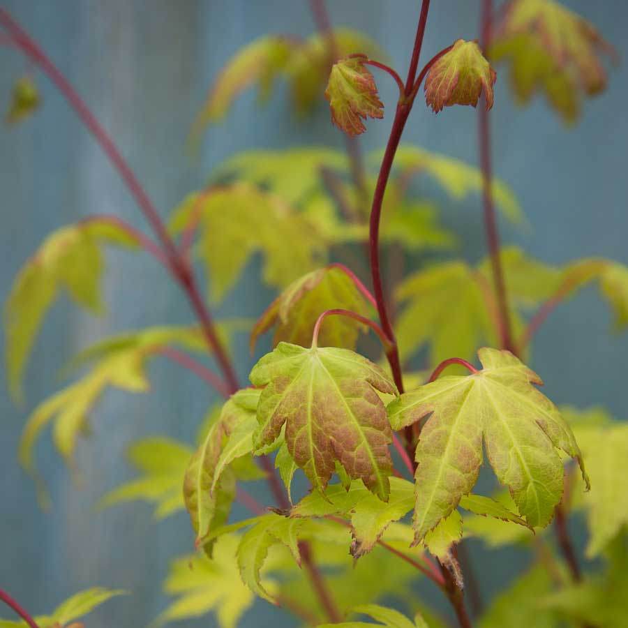 Bright golden green leaves