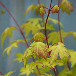 Summer Gold Japanese Maple Tree Gift - Acer Tree Gift - Tree2mydoor