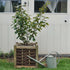 Witch Hazel Trees for Sale