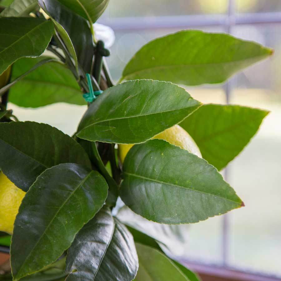 Mini Lemon Tree Gift Mini Stem Lemon Tree - Citrus Tree Gift - Tree2mydoor