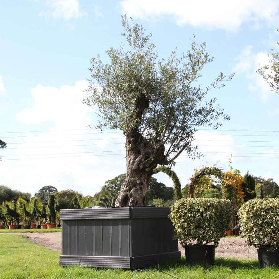 Mature Olive Tree - Olive Tree Gift - Tree2mydoor