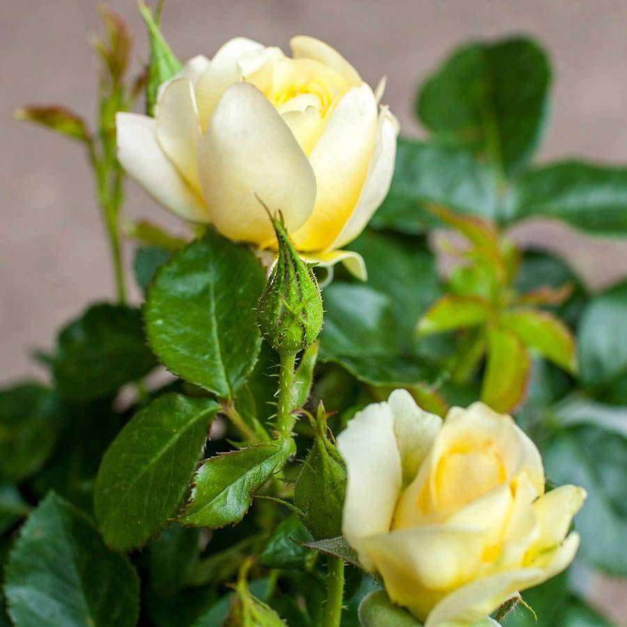 Best Of Luck Rose Gift - Rose Bush Gift - Tree2mydoor