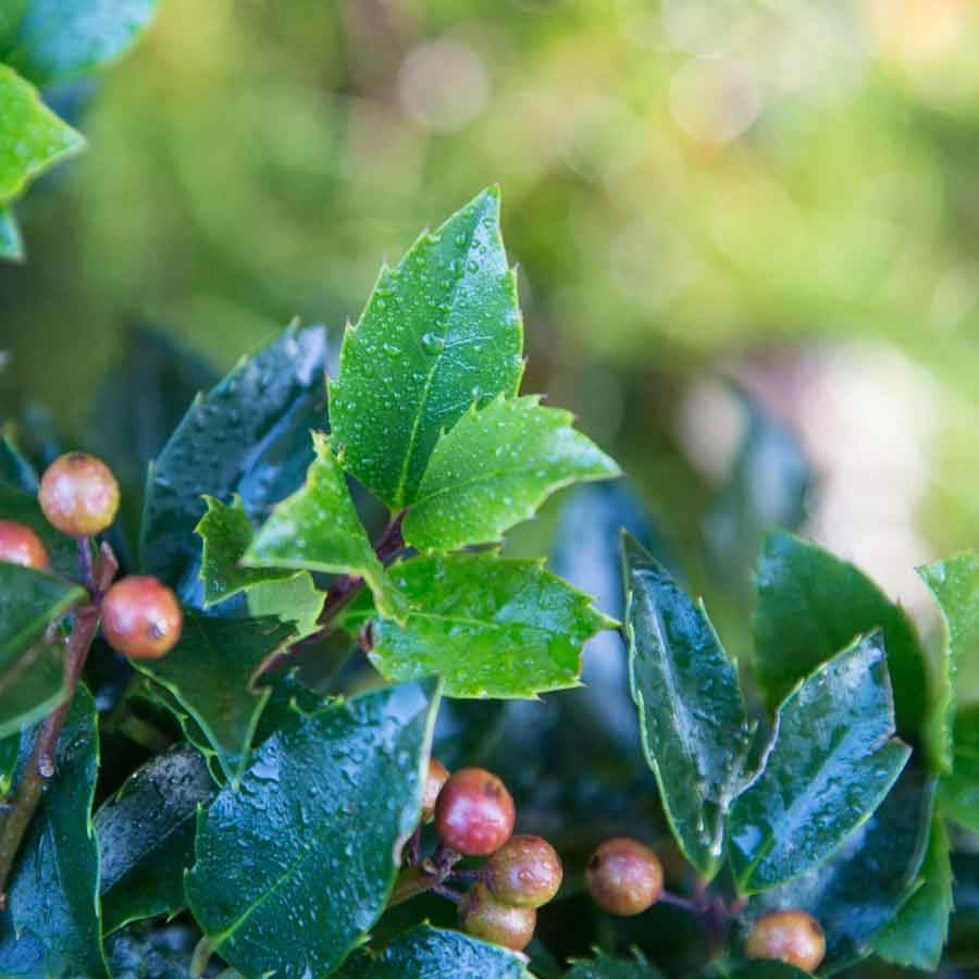 Christmas Ball Holly Tree Gift - Holly Tree Gift - Tree2mydoor