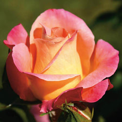 Inspiration Rose Bush Gift - Rose Bush Gift - Tree2mydoor