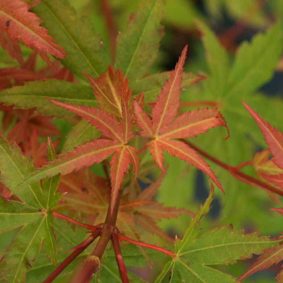 Phoenix Japanese Maple Tree Gift - Acer Tree Gift - Tree2mydoor