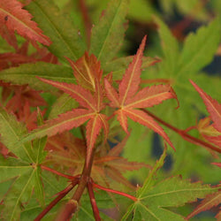 Phoenix Japanese Maple Tree Gift - Acer Tree Gift - Tree2mydoor