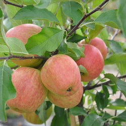Falstaff Apple Tree Gift - Fruit Tree Gift - Tree2mydoor