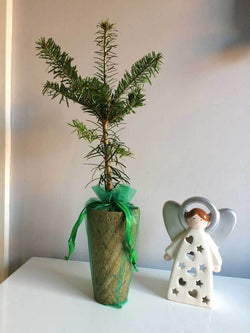 Nordmann Fir Tree Gift - Christmas Tree Gift - Tree2mydoor