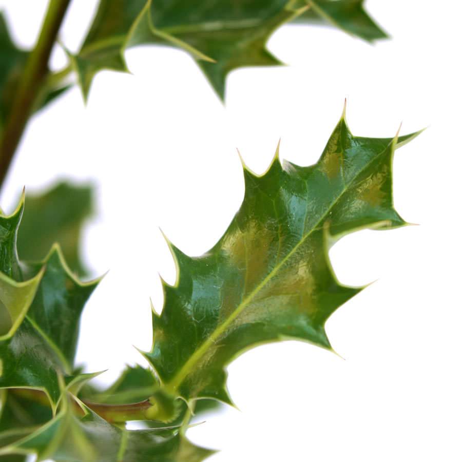 Holly Tree Sapling Gift - Holly Tree Gift - Tree2mydoor