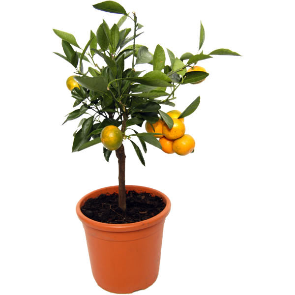 Citrus sinensis Tree