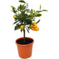 Citrus sinensis Tree