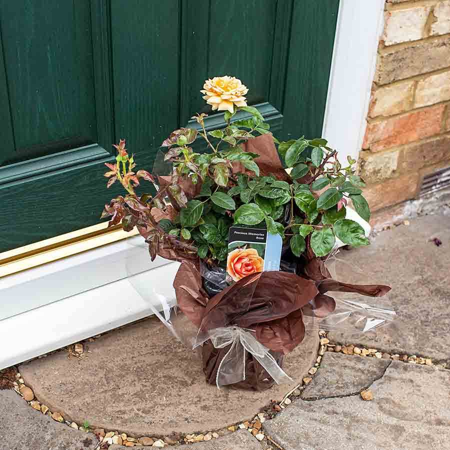 Precious Memories Rose Bush Gift - Rose Bush Gift - Tree2mydoor