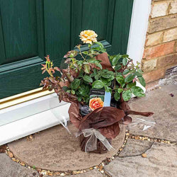 Precious Memories Rose Bush Gift - Rose Bush Gift - Tree2mydoor