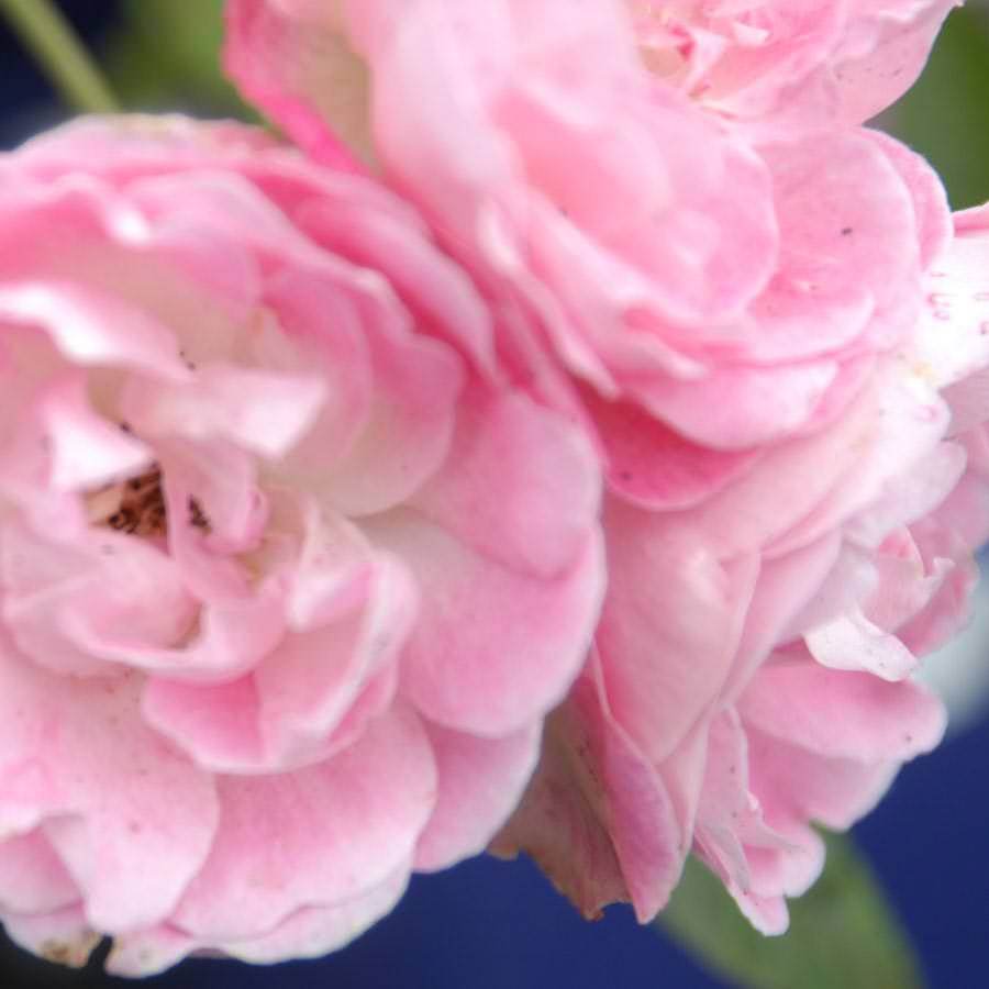 Pearl Anniversary Rose Bush Gift - Rose Bush Gift - Tree2mydoor