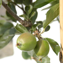 Dwarf Apple Tree Gift - Fruit Tree Gift - Tree2mydoor