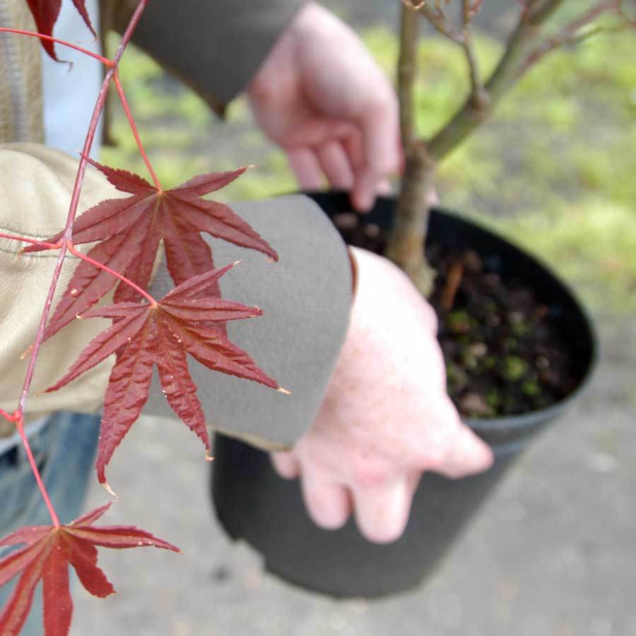 Bloodgood Japanese Maple Tree Gift - Acer Tree Gift - Tree2mydoor