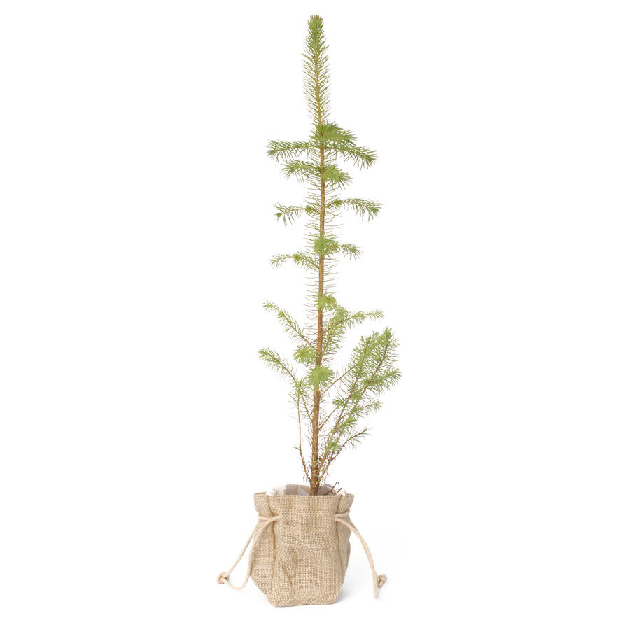 Buy a Christmas Spruce Sapling 