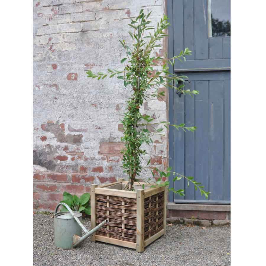 The Bride Tree or the Pearl Bush