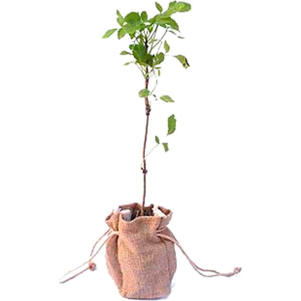 Elder Tree Gift - Native Tree Gift - Tree2mydoor